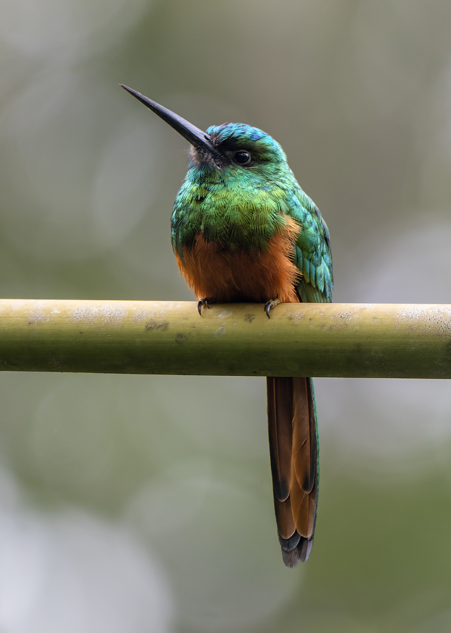 Bluish-fronted Jacamar (Galbula cyanescens), photo 4