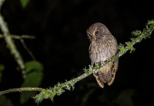 Rufescent Screech Owl (Megascops ingens)