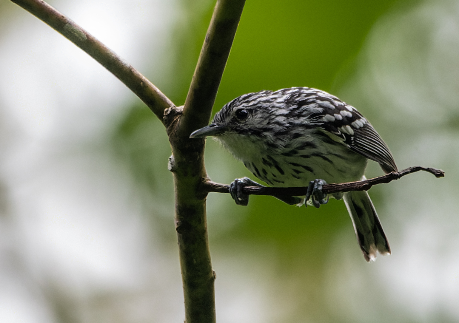 Stripe-chested Antwren (Myrmotherula longicauda), photo 2