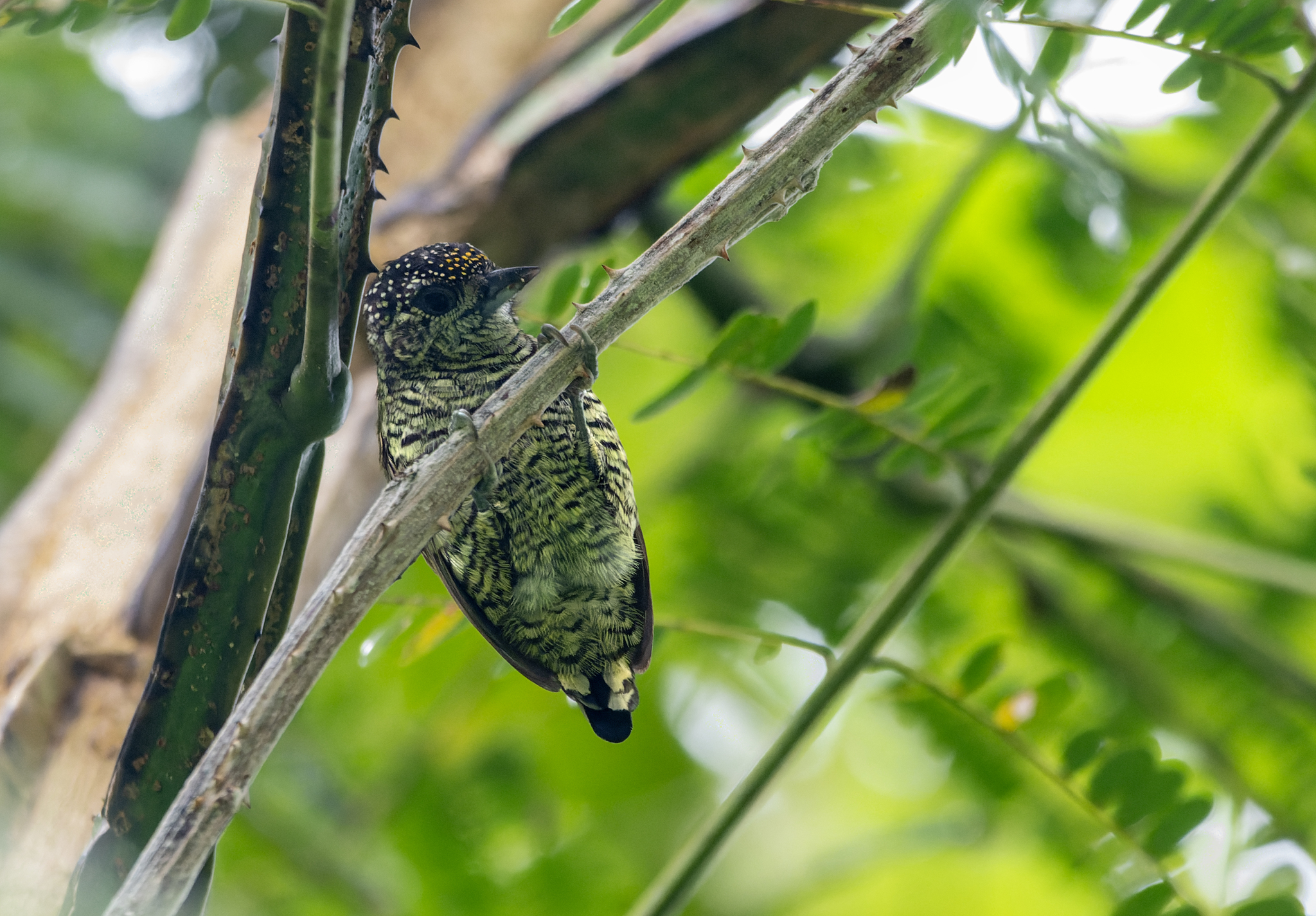 Lafresnaye's Piculet (Picumnus lafresnayi), photo 1