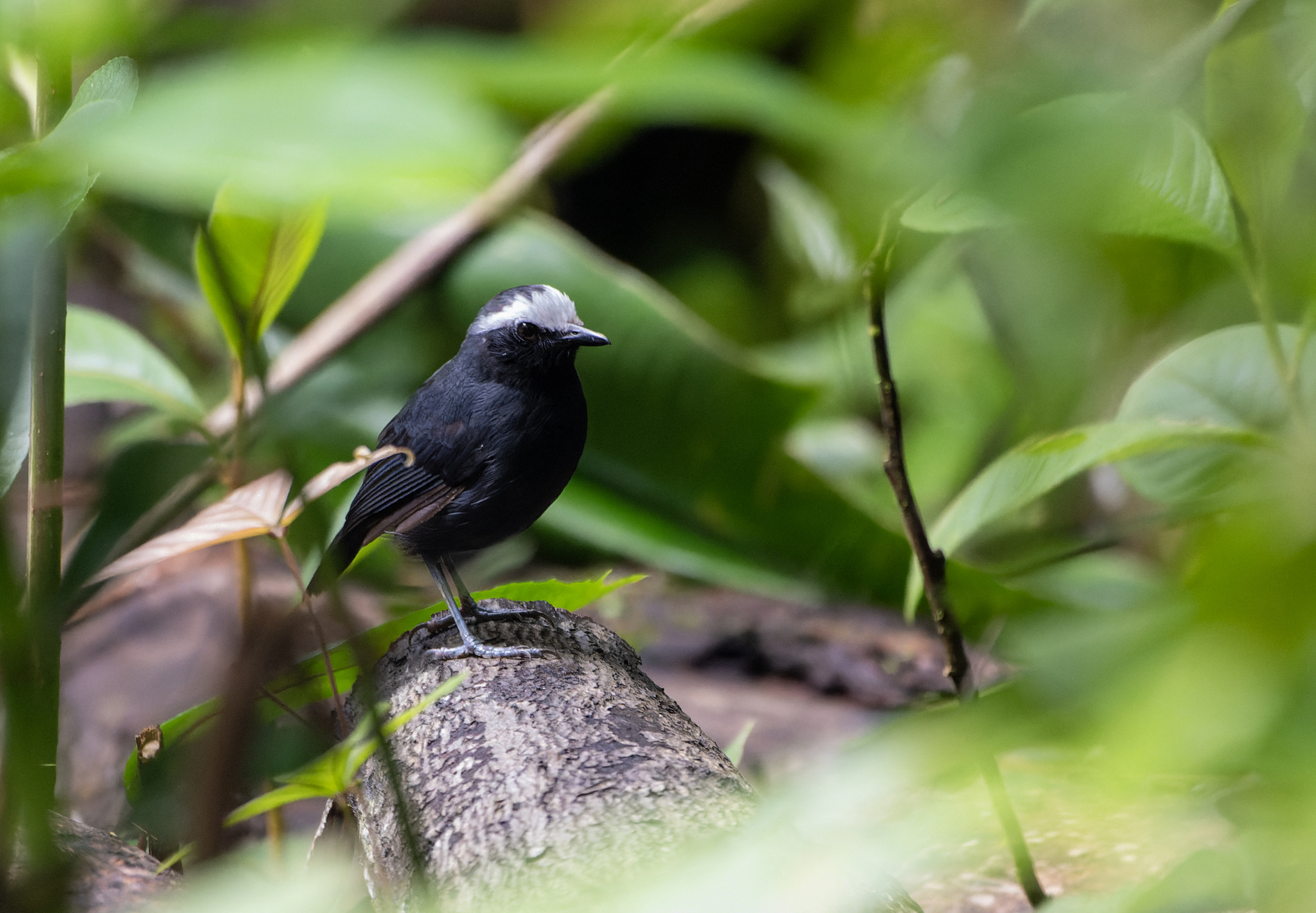 White-browed Antbird (Myrmoborus leucophrys), photo 6