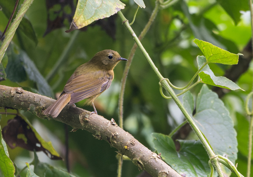 McConnell's Flycatcher (Mionectes macconnelli)