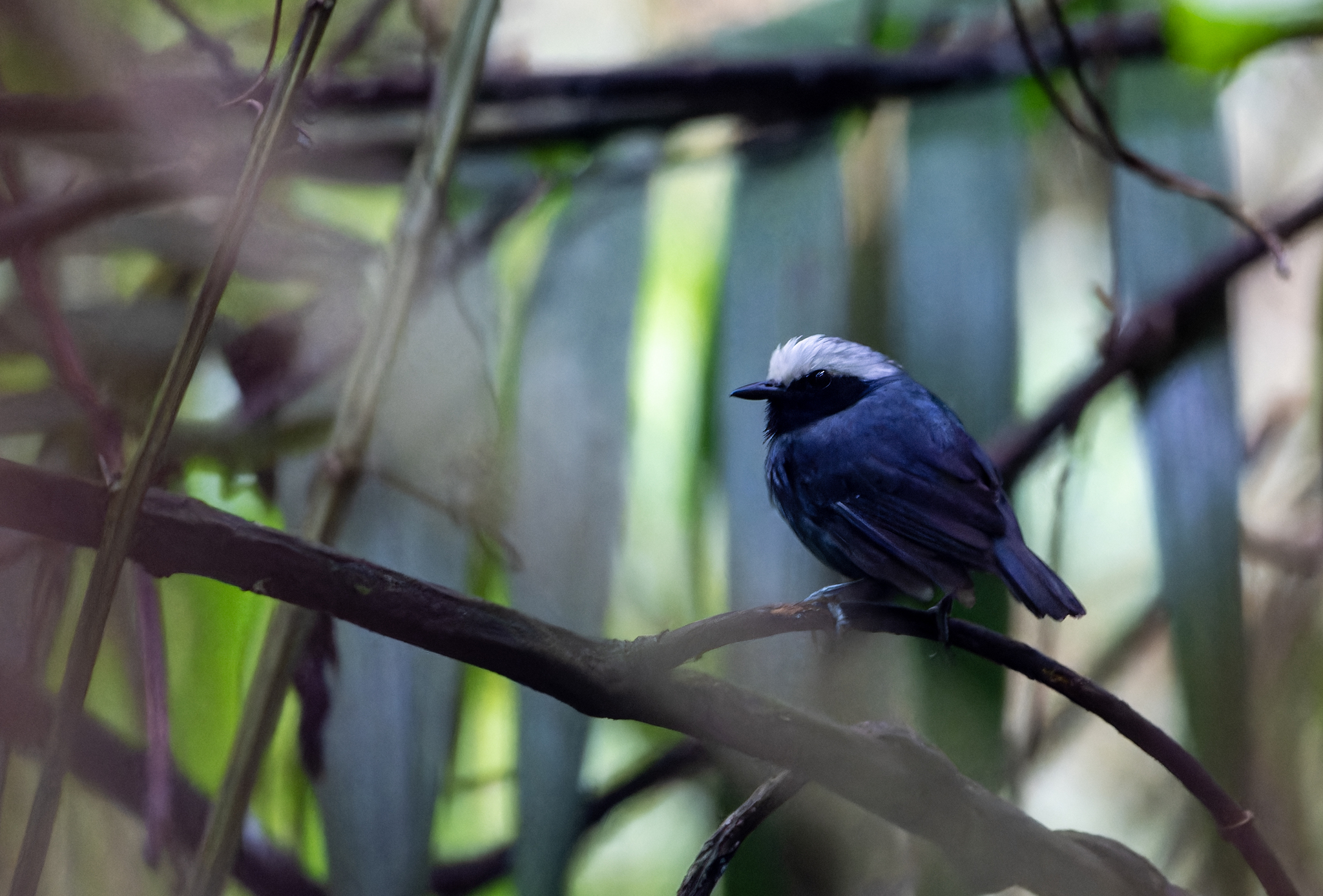 White-browed Antbird (Myrmoborus leucophrys), photo 7