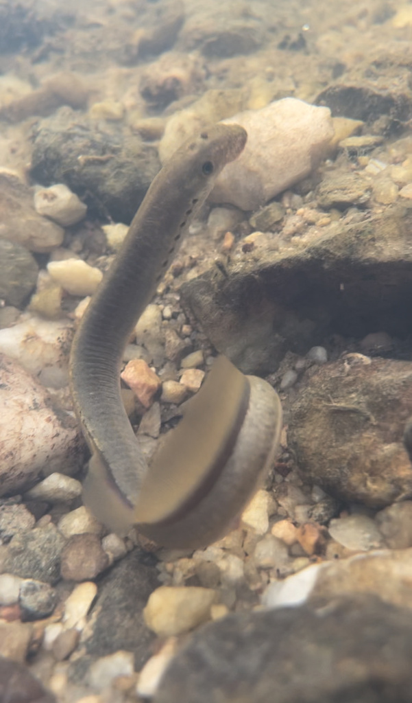 Least brook lamprey (Lampetra aepyptera) — Petromyzontidae
