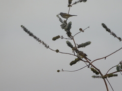 Purnella albifrons