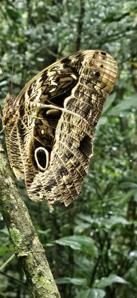 Purple Owl-Butterfly