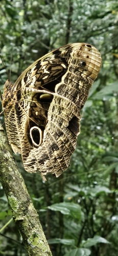 Purple Owl-Butterfly