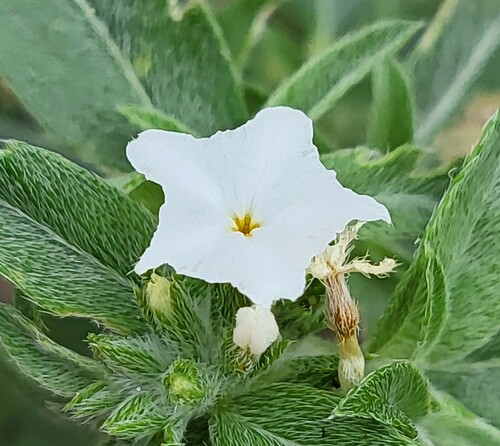 Coastal plain heliotrope (Euploca racemosa)