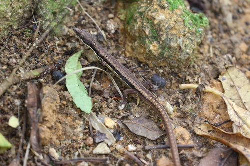 Placosoma glabellum
