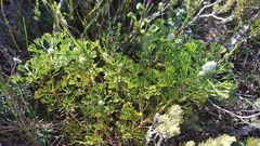 Paranomus abrotanifolius