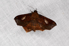 Euclystis proba