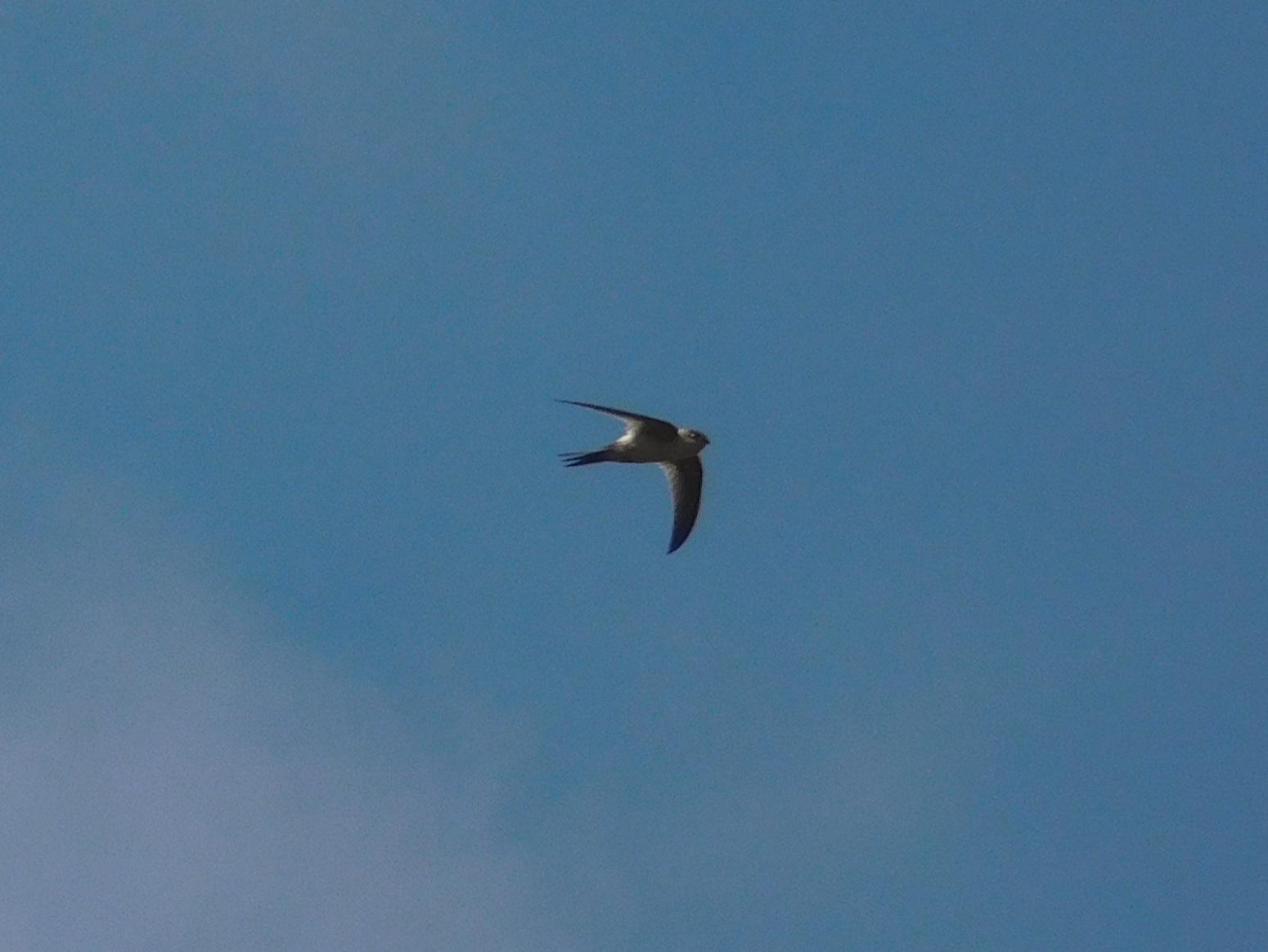 Andean Swift (Aeronautes andecolus), photo 3