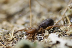 Gluvia dorsalis
