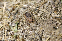 Gluvia dorsalis