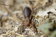 Gluvia dorsalis