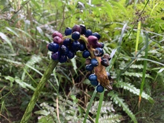 Amorphophallus kiusianus