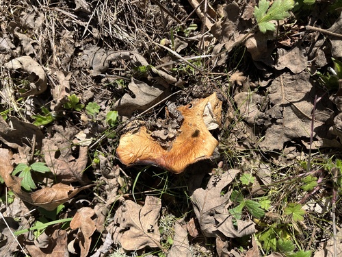 iNaturalist observation photo of golden milkcap