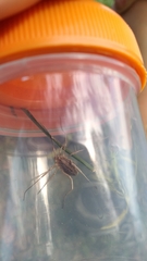 Odiellus troguloides