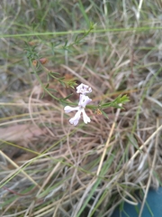 Westringia tenuicaulis
