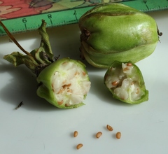 Trillium camschatcense