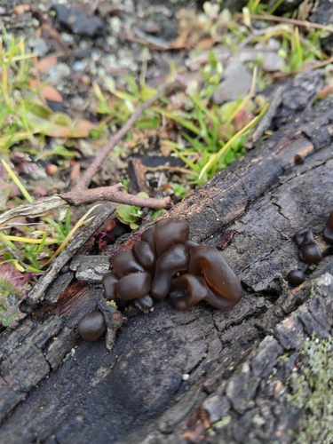 Auricularia