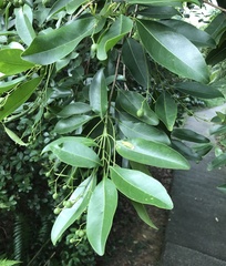 Acronychia pedunculata