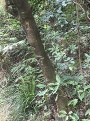 Acronychia pedunculata