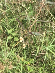 Aeschynomene americana