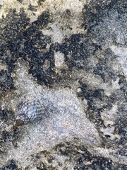 Echinolittorina punctata image