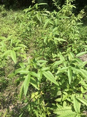 Vitex negundo