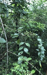 Zanthoxylum scandens