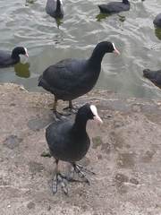 Fulica atra