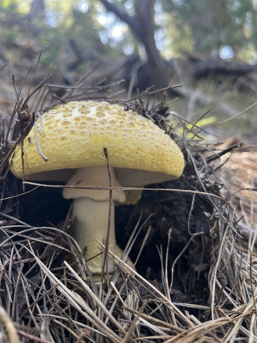 iNaturalist observation photo of Western Yellow-veiled Amanita