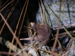 Microhyla achatina
