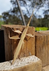 Tropidoderus rhodomus