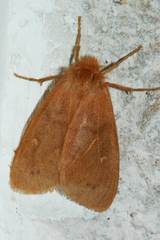 Ocneria rubea