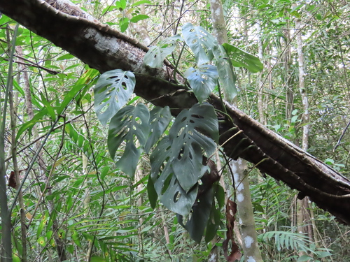 Foto de Monstera prateada