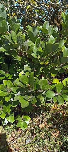 Foto de Louro