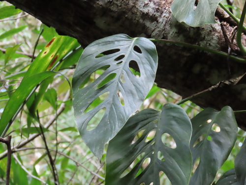 Foto de Monstera prateada