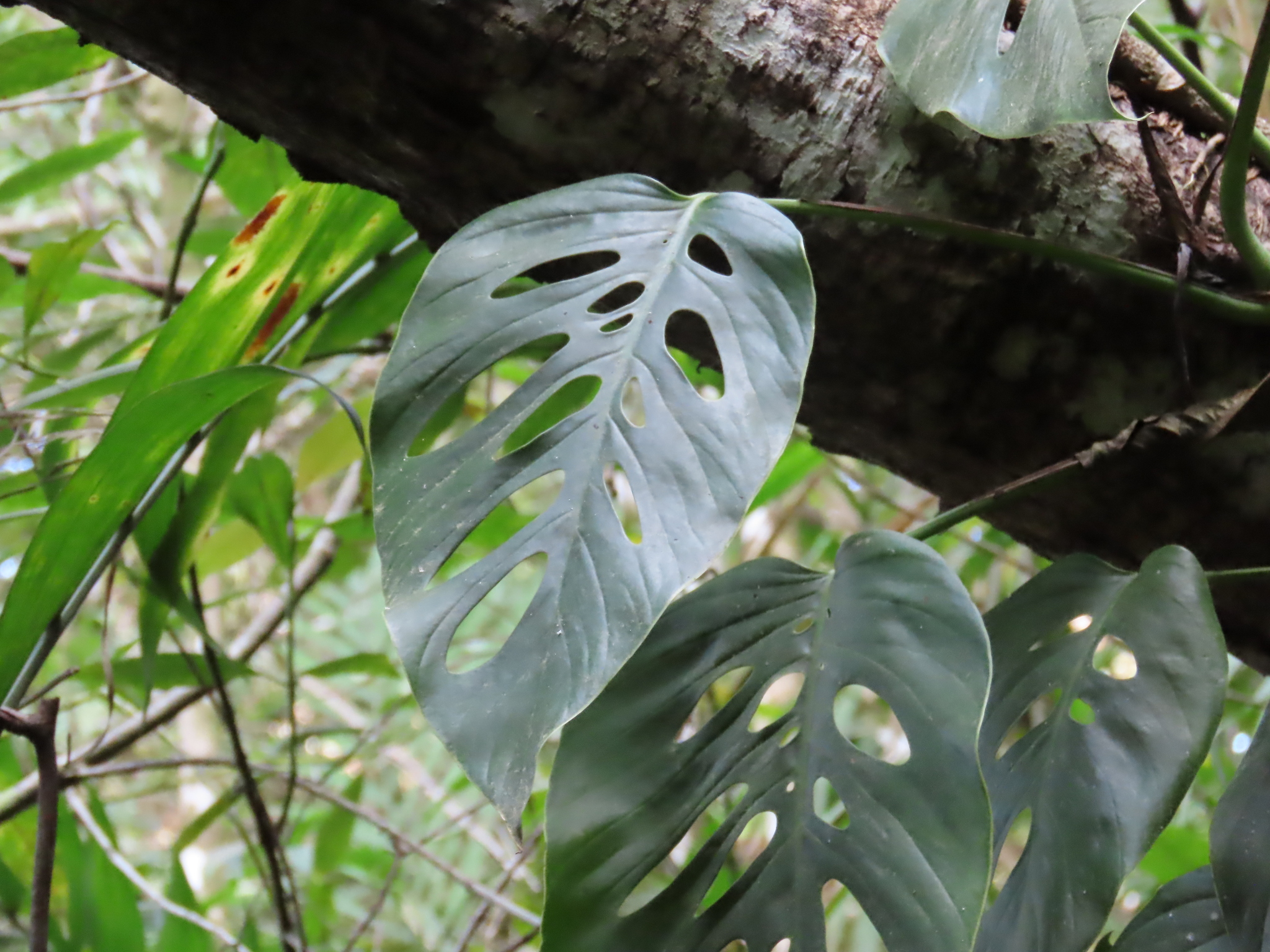 Imagem de Monstera prateada