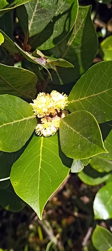 Foto de Louro