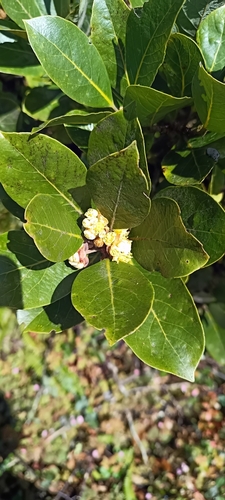 Foto de Louro