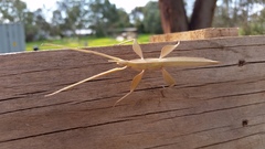 Tropidoderus rhodomus