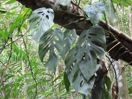 Foto de Monstera prateada