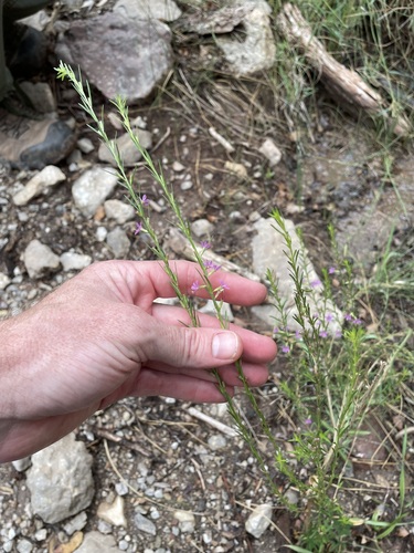 Image of Lythrum californicum by (c) Martin Purdy, some rights reserved (CC BY)