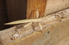 Tropidoderus rhodomus