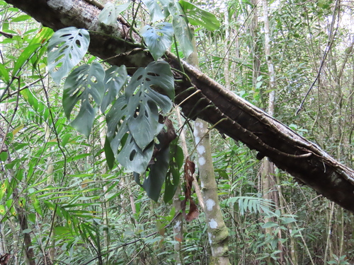 Foto de Monstera prateada