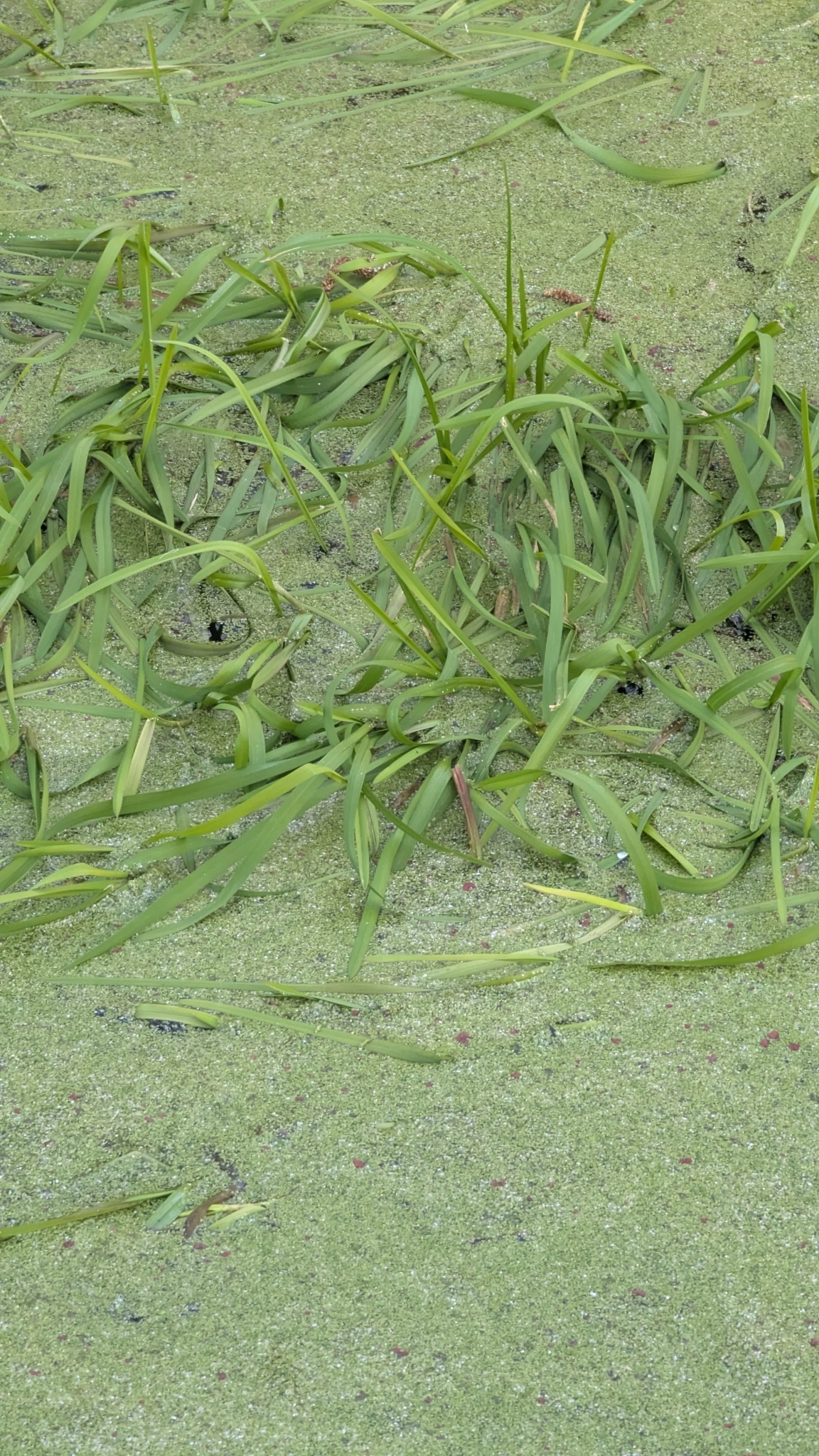 Imagem de Capim-arroz