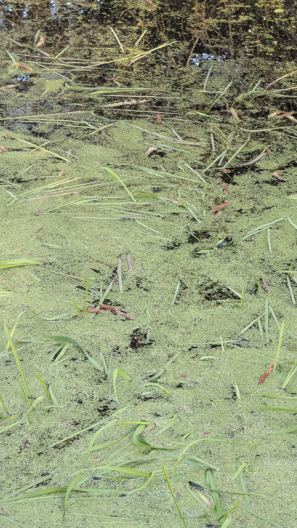Imagem de Capim-arroz