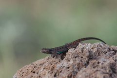 Urosaurus ornatus schottii